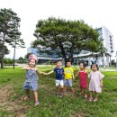 시청 소나무 이미지