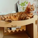 베베캣 고양이 | [공지] [두잇Duit] 뱅갈고양이 랑이의 찐애정템 두잇 올데이 랙&amp; 두잇 올데이 보드 고양이 미니캣타워...