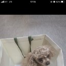 갈색푸들 강아지를 찾습니다 광주광역시 북구 임동에서 실종 이미지