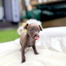 동그란 멍멍이 | 양주 강아지분양 믿음 가는 곳