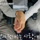 펫미픽미 이미지