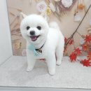 이뻐지는산책 | 충주 애견 통유리 오픈 미용 이뻐지는 산책 (+내돈내산)