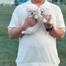 베베토이