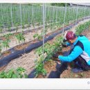 정일농장 이미지