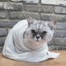 고고펫 이미지