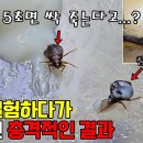 ﻿빈대(베드버그)에 대한 비밀을 알려드립니다...충격적인 결과가 나왔습니다!! - YouTube 이미지