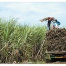 박용만 농장 이미지