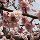 해남 산이면 보해매실농원...제1회 땅끝산이매화축제.... 이미지