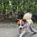 레진아트로 반려동물 이름표 키링 만들기 | 러블리버블리 자개무드 반려동물인식표, 강아지목걸이 추천