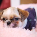 개와냥이동물병원 이미지