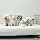 두푸딩하우스 이미지