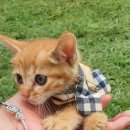 클로버 하우스 이미지