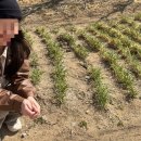 초도반점 이미지