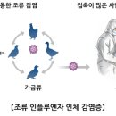 조류인플루엔자(AI) 인체감염증 이미지