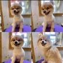 강아지는 미용빨 이미지