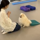 헬로우버디 | 성북애견유치원 찾는다면? 체계적인 반려견 교육 헬로우버디 성북점 후기