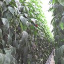 대곡농장 이미지