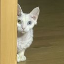 순수동물병원 | [고양이 사료 추천] 기호성 좋은 찐 내돈내산 레오나르도 캣 순수 생육 연어 사료 후기