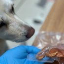 도기머기 이미지