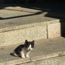 춘양초등학교 | [블챌 12주차] 시골에서 김장 170포기, 귀여운 고양이, 가훈 만들기 행사 후기