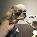 예뻐해줄개 이미지