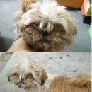 시츄언니 이미지