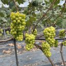 상구농장 이미지