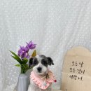 다온그루밍 이미지