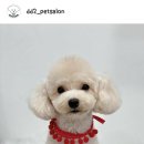 댕댕이펫살롱 이미지