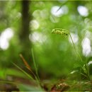 백두산 야생화 탐사 (제4일차, 지하삼림, 부석림) - 2024. 07. 04. 이미지