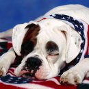 불독(bulldog) 이미지
