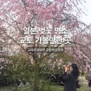 논개골 낭만 벚꽃축제 | 일본벚꽃명소 교토 마루야마 공원 개화시기 2026