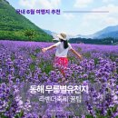 손뜨게 | 국내 6월 여행지 추천 동해 무릉별유천지 라벤더 축제 무릉회관 맛집 꿀팁