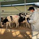 서울우유협동조합유우진료소 이미지