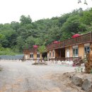 시골흑염소 이미지