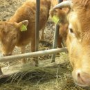 가래울농장 이미지