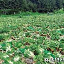 안일영농 이미지