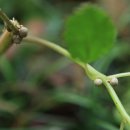 동백동산 이미지