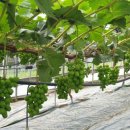 송이농장(2) 이미지