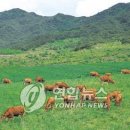 거창한우 이미지