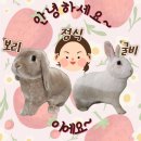 다두하우스 | 토끼들이 들려주는 화장실훈련 배변훈련 후기~ (보리, 굴비, 토마스ver)