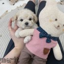 사랑애견샵 이미지