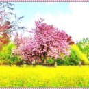 산빛길 Daum카페