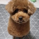 털빨충전중 이미지