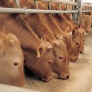 나라축사 이미지