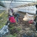 김영배농장 이미지