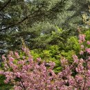 (주)호텔금오산 | 겹벚꽃 만발했던 4월의 구미 호텔금오산 야외예식 후기 1편