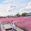 화전어린이집 | 평택 애견동반 바람새마을 핑크뮬리축제/소풍정원/만들기체험/군고구마