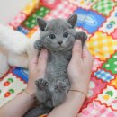 광주강아지분양 고양이분양 미유펫 본점 | 광양고양이분양 건강한 고양이 미유펫에서