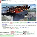 #CNN #KhansReading 2017-11-16-2 These rescuers saved six beached sperm whales off the coast of Aceh 이미지